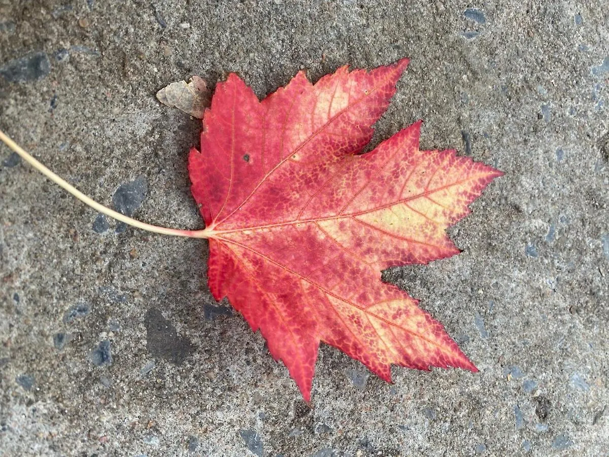 ***  Repos & Manna Downtown Montreal Bed & Breakfast Canada